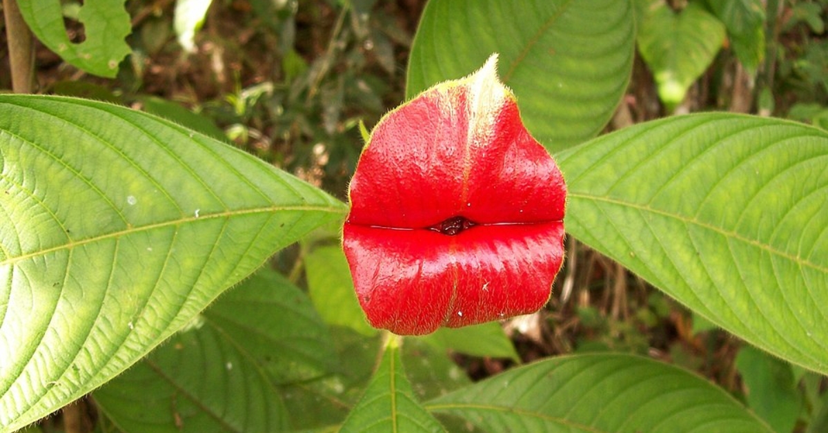 La increíble “Flor del Beso” que crece en Latinoamérica - Billiken