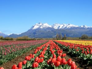 Tres Pueblos Argentinos Compiten Entre Los Mejores Del Mundo - Billiken