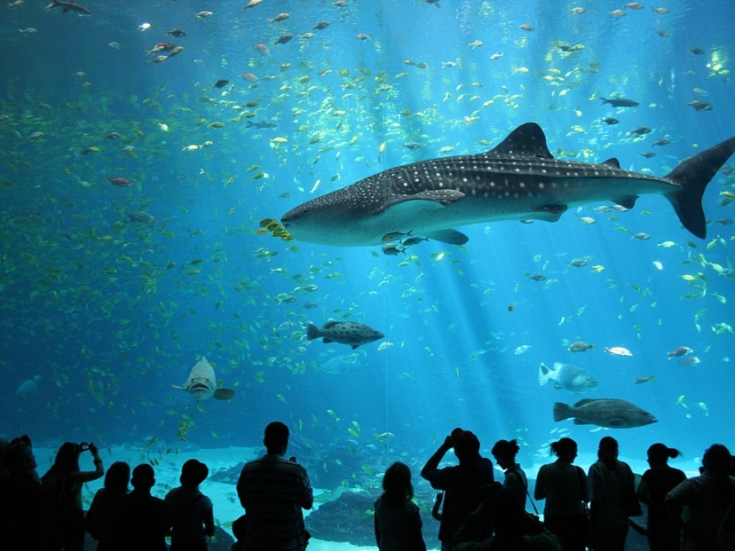 Tiburón ballena, el pez más grande del mundo
