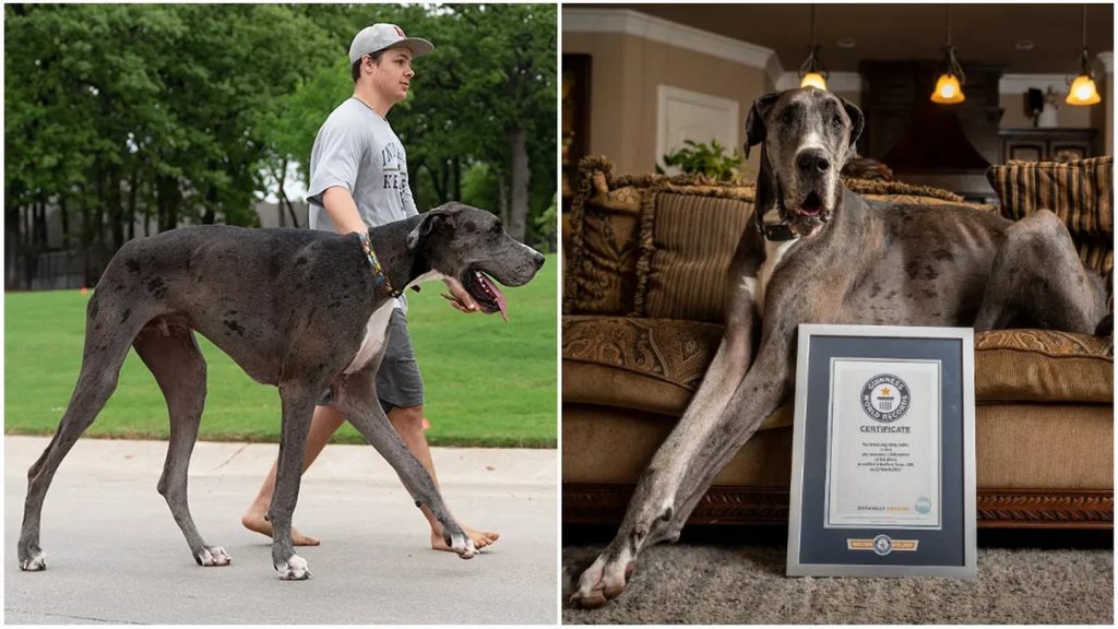 Zeus, el perro más grande del mundo