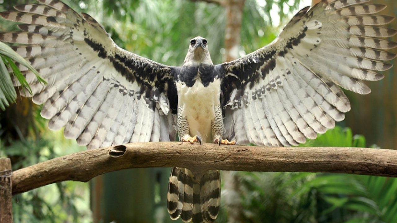 Águila arpía: una especie gigante que es un ícono de Sudamérica - Billiken