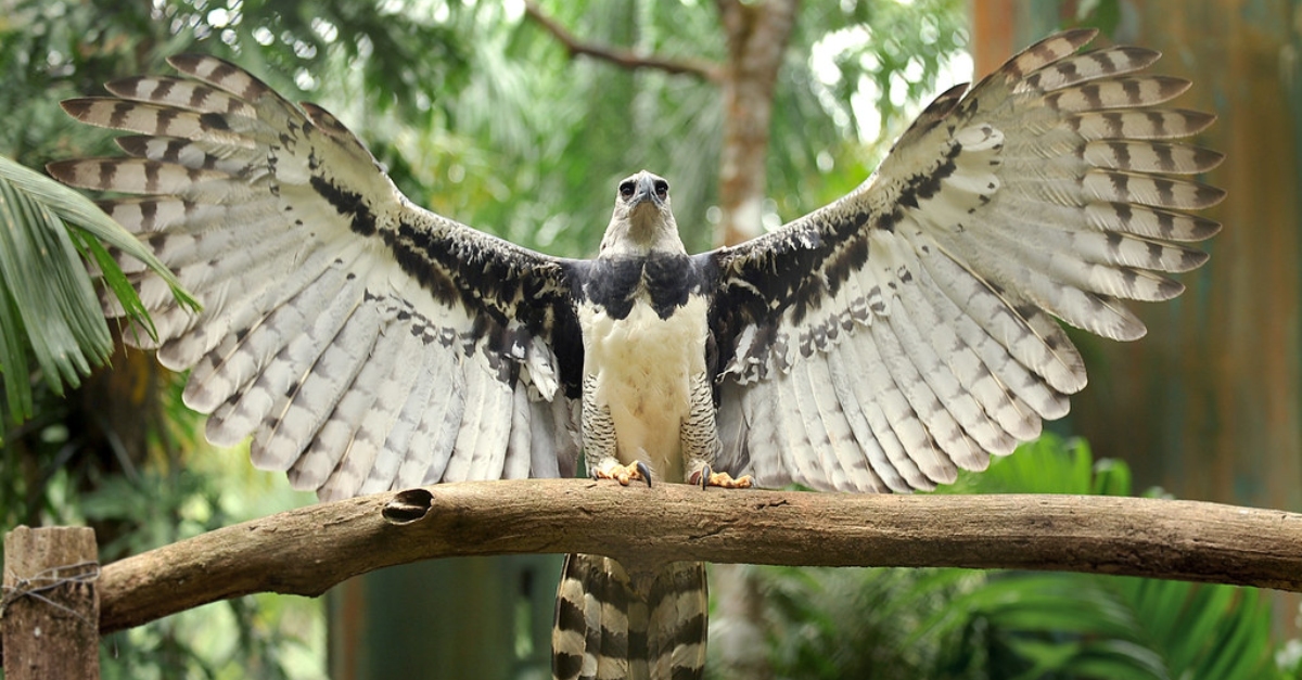 Águila arpía: una especie gigante que es un ícono de Sudamérica - Billiken