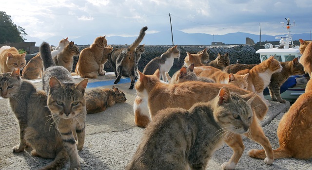 Gatos de la isla de Tashirojima.