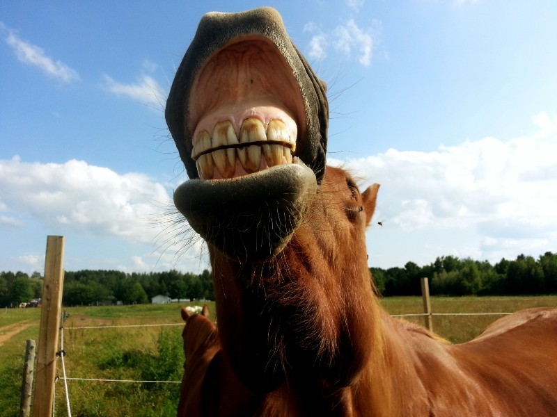 "A caballo regalado no se le miran los dientes"
