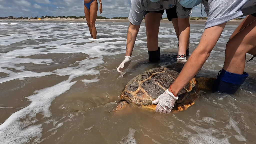 Las tortugas rescatadas regresan al mar