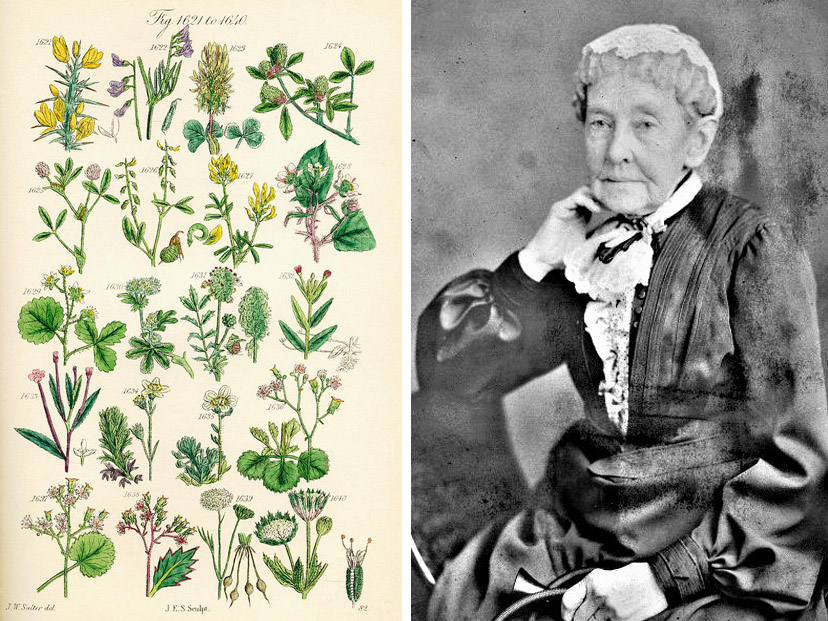 Ilustradoras científicas: la historia de mujeres pioneras que contribuyeron a la ciencia a principios del siglo XX