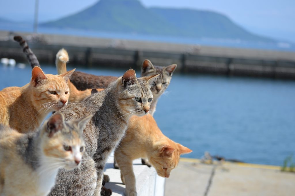 Gatos de la isla de Tashirojima.