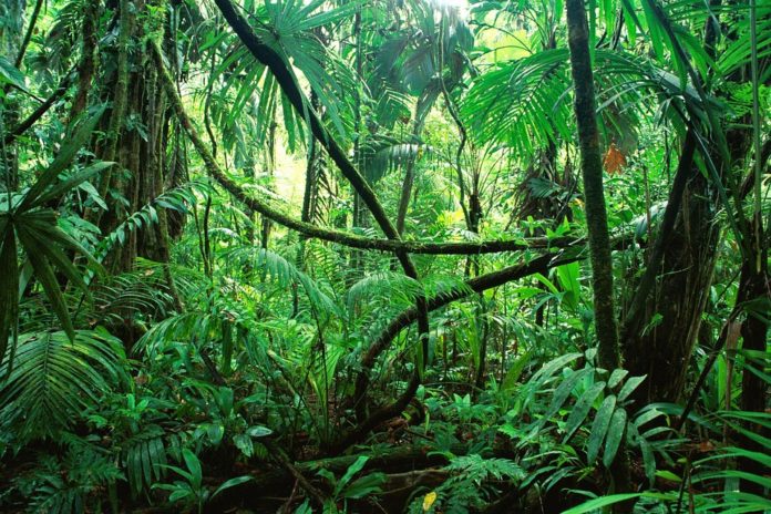 Selva amazónica en donde se observa la diferencia entre bosque y selva.