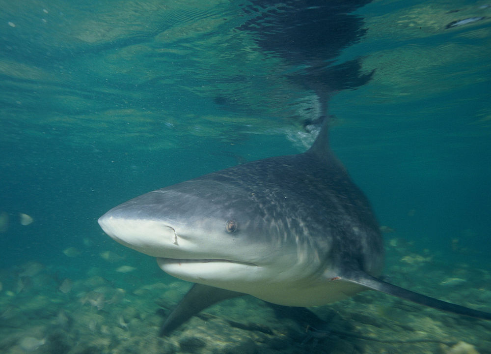 Tiburón que habita en las aguas del río Amazonas.