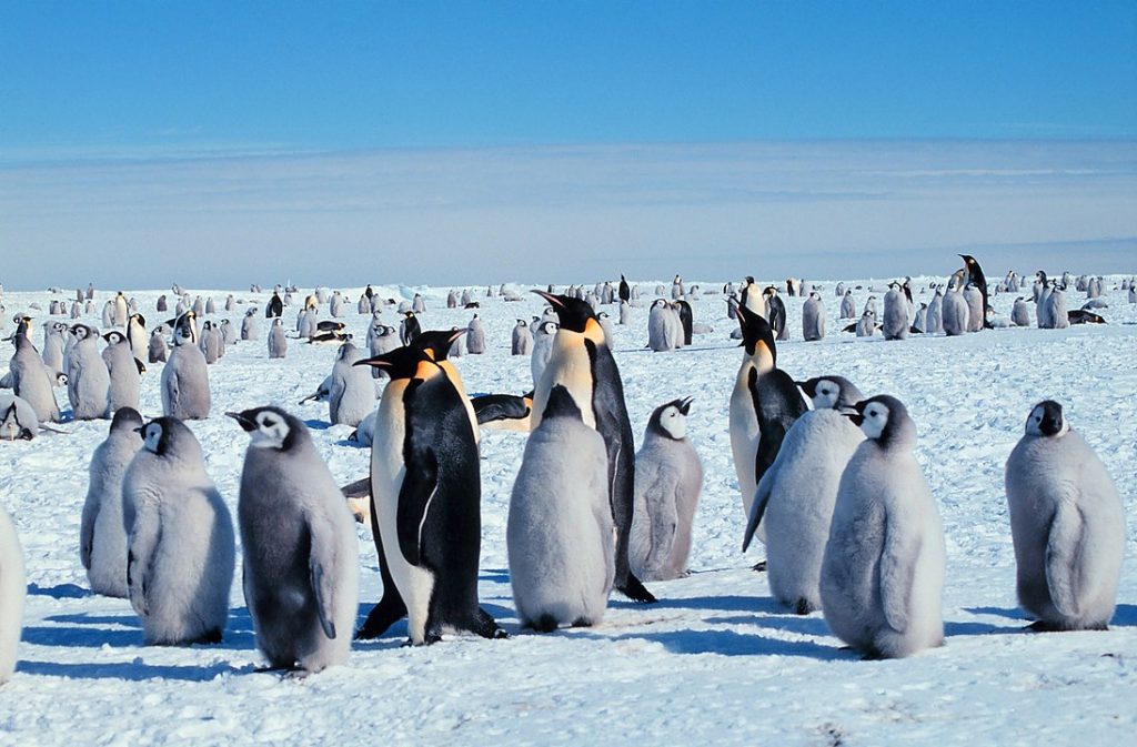 Foto de una de las colonias de pingüinos emperador. 