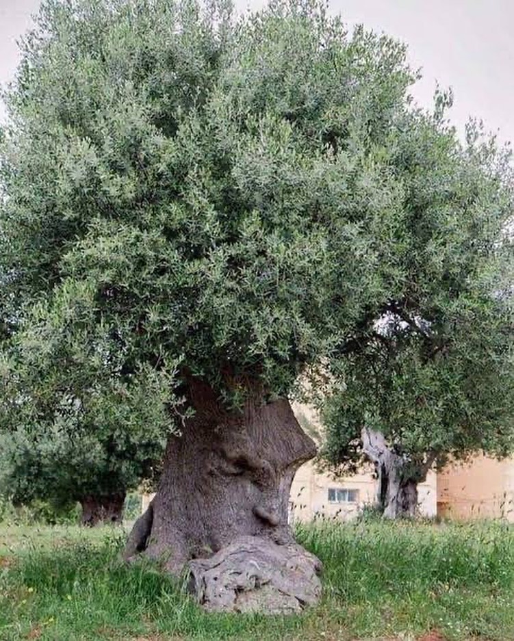 árbol pensante Olivo