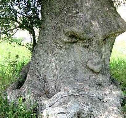 árbol pensante Olivo