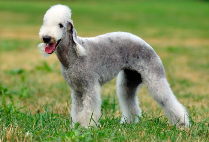 Extraño pelaje de un bedlington terrier.