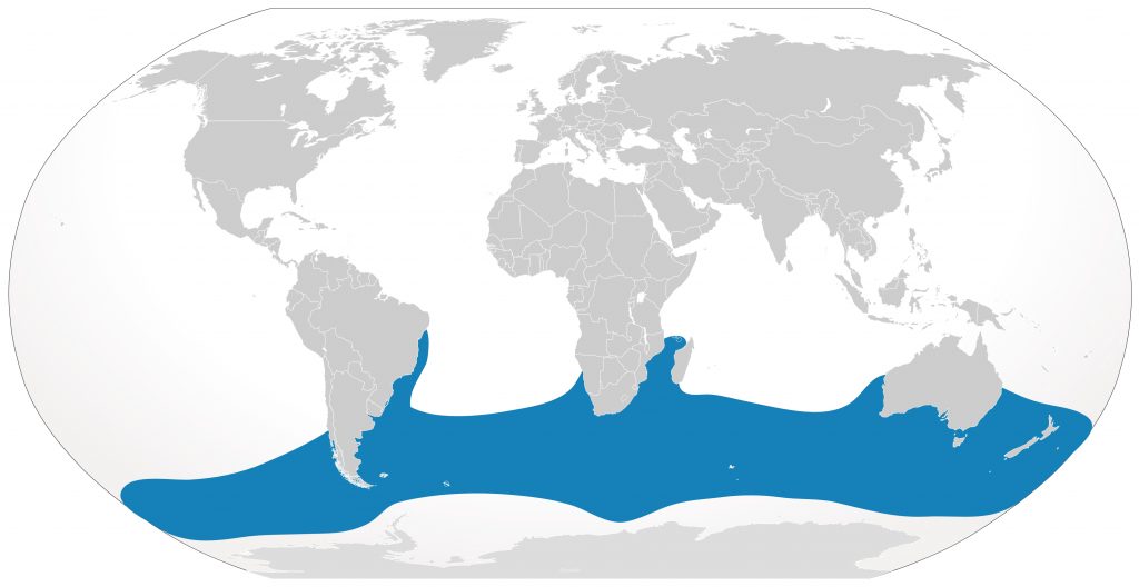Mapa marcado con las zonas que recorre Rodocrosita y todas las ballenas franca austral. 