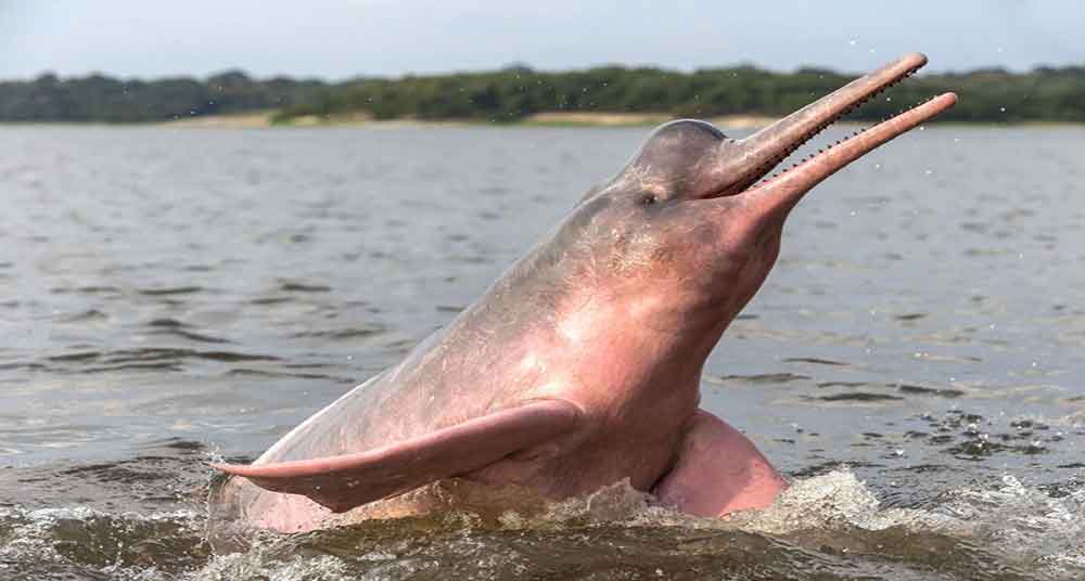 Delfín de río más grande en el Amazonas.