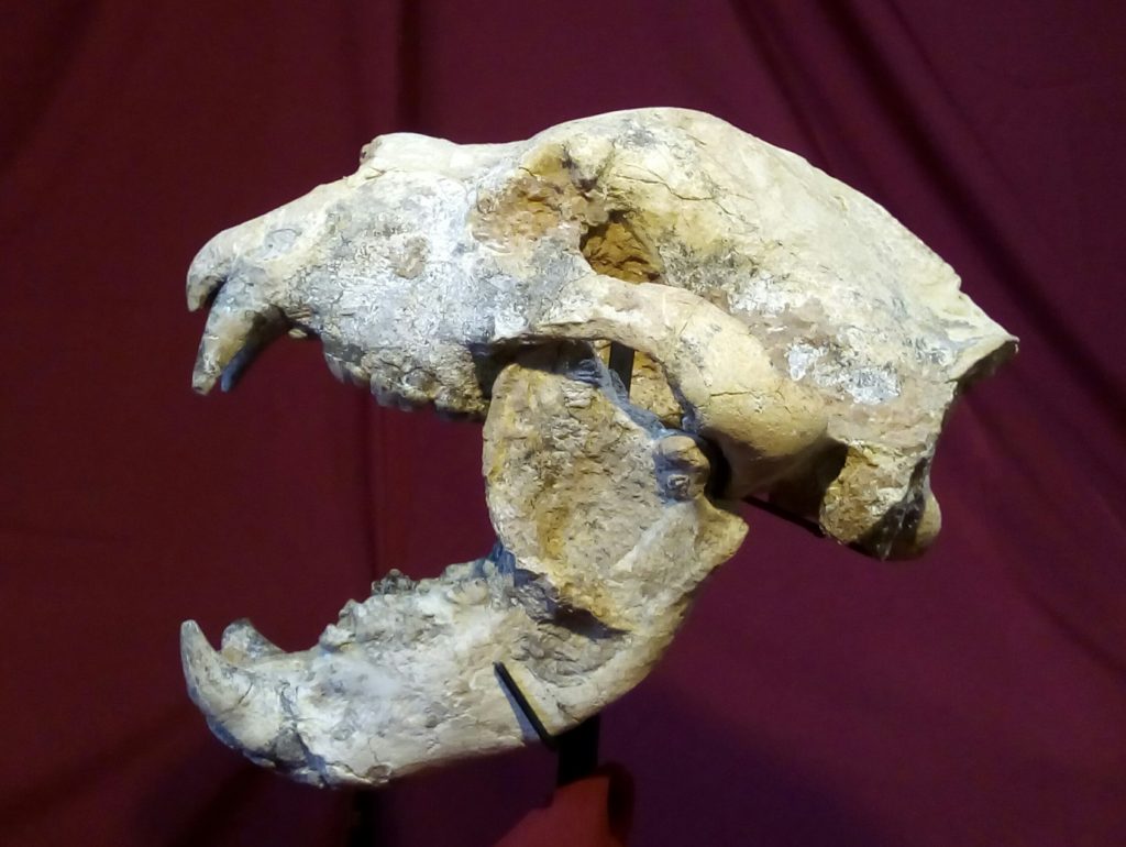 Cráneo encontrado del oso más grande de la historia. 