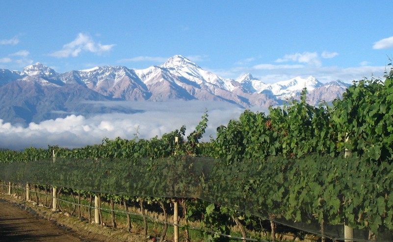 Imagen de viñedos en Mendoza. 