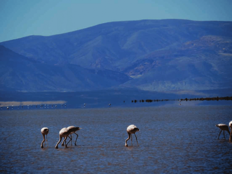 Laguna De Guayatayoc El Segundo Espejo De Agua Más Grande De Jujuy