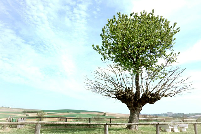 árbol doble de Casorzo o Bialbero di Casorzo