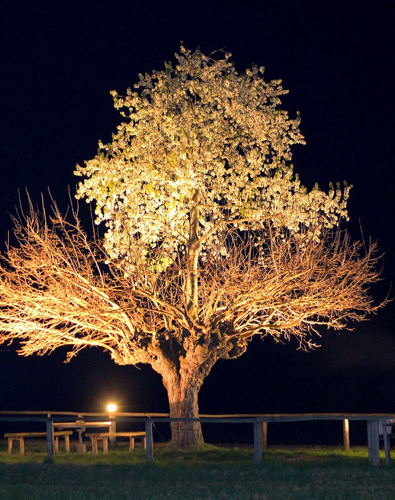 árbol doble de Casorzo o Bialbero di Casorzo