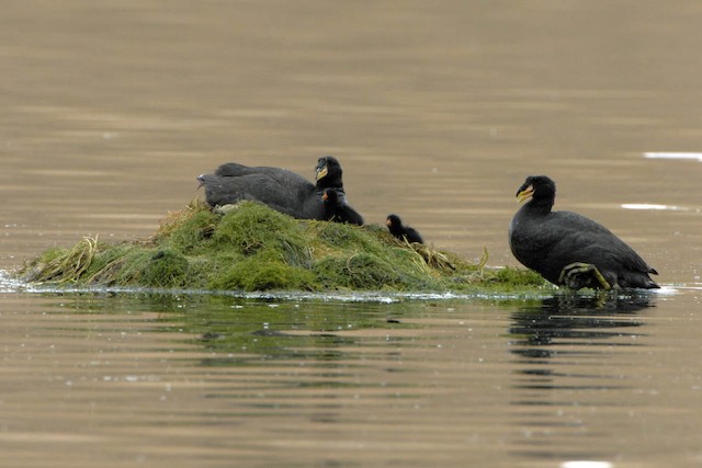 Familia de focha cornuda en su nido flotante.