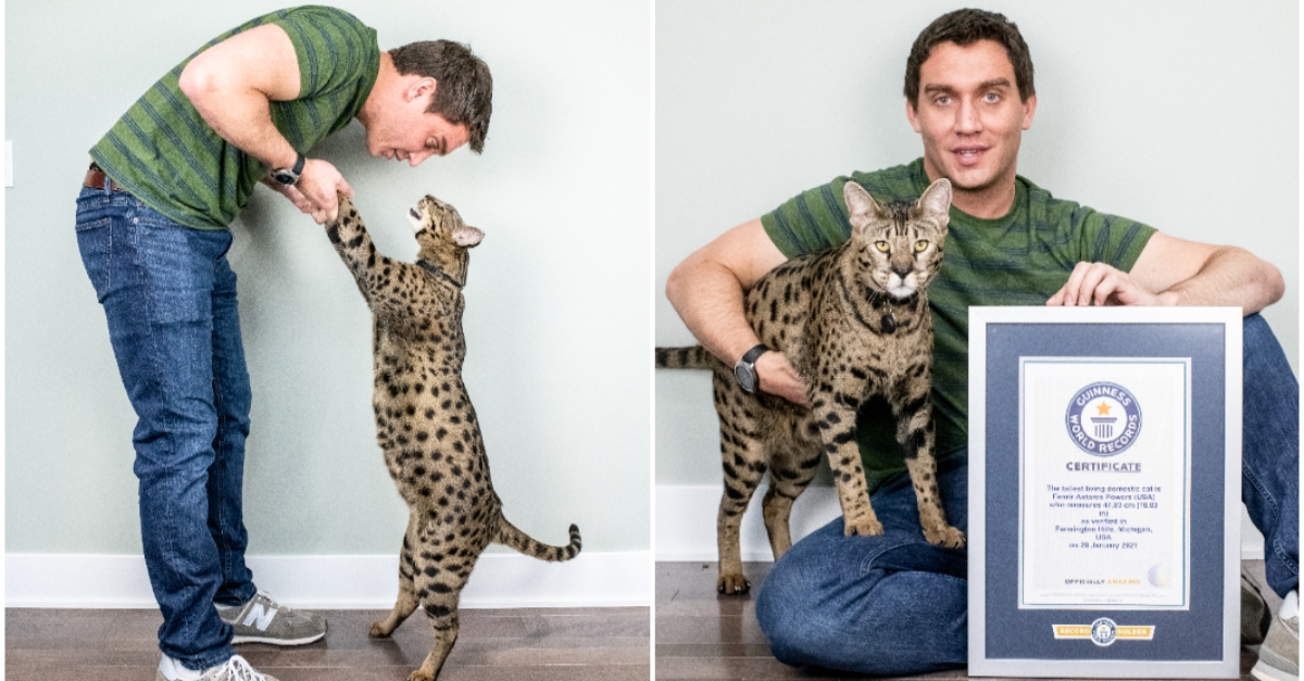 Fenrir, the tallest cat in the world
