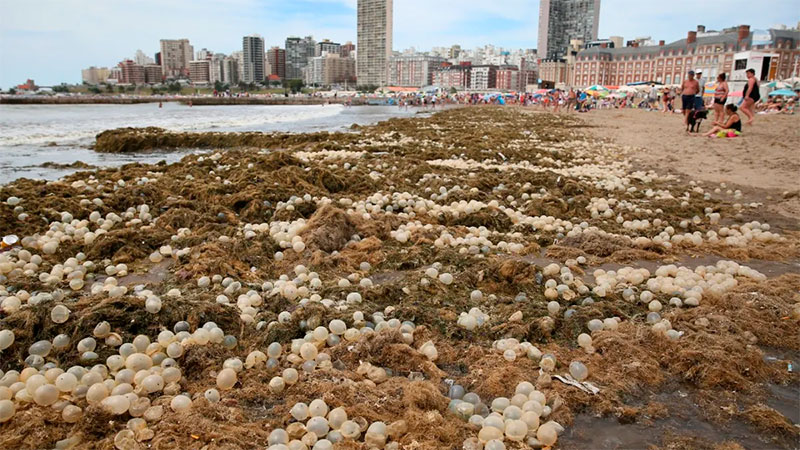 Ovicápsulas de Mar del Plata, como un caso más de arribazones en Buenos Aires.