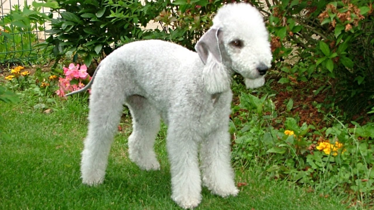 bedlington terrier tiene alergias