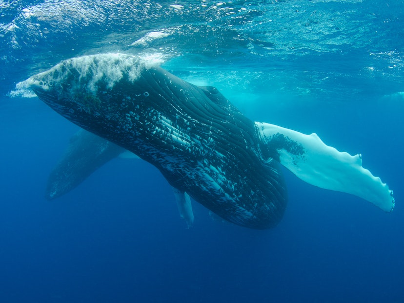 Imagen sumergida de una ballena. 