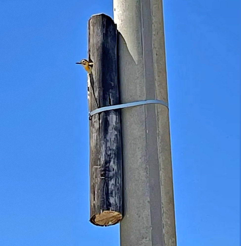 En la localidad cordobesa de Ucacha mantienen los nidos de pájaro carpintero al cambiar postes de madera por nuevos de cemento