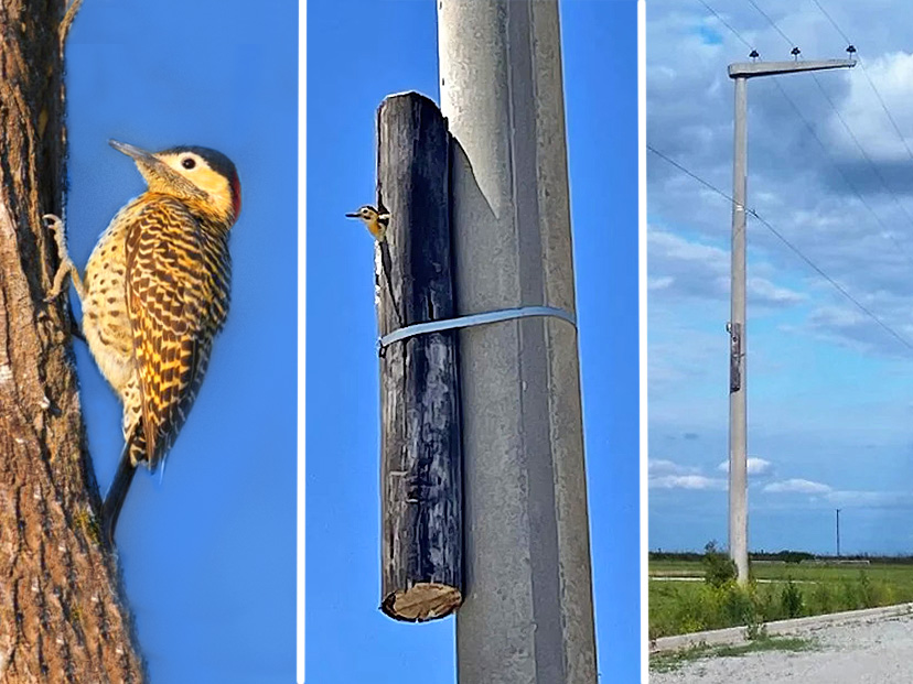En la localidad cordobesa de Ucacha mantienen los nidos de pájaro carpintero al cambiar postes de madera por nuevos de cemento