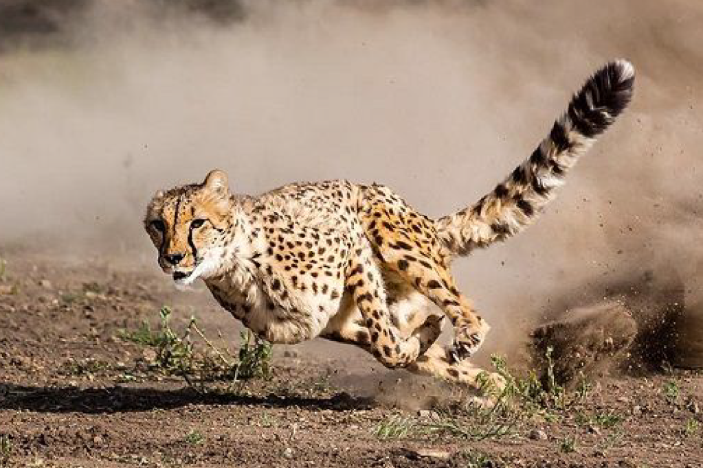 Un guepardo corriendo para cazar. 
