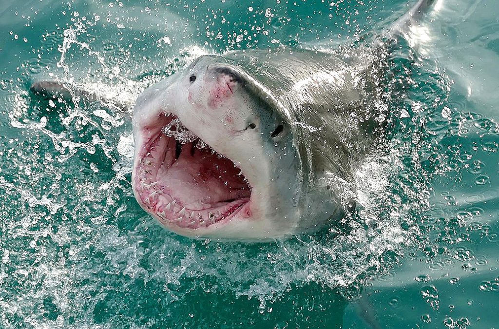 gran tiburón blanco