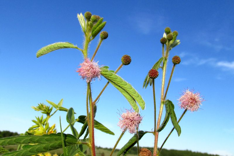 nueva especie de flor en el sur de Misiones: Mimosa Serra