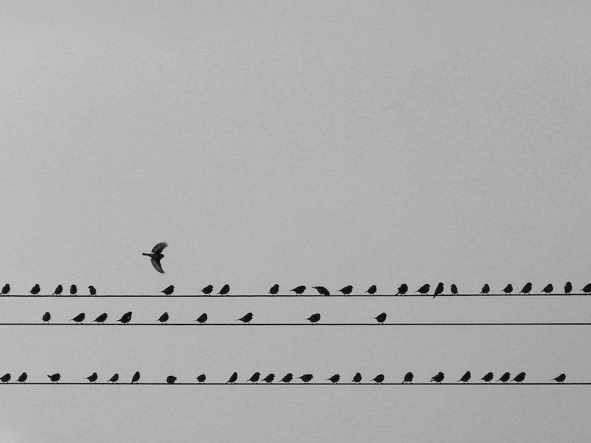 Aves posadas sobre un cable. 