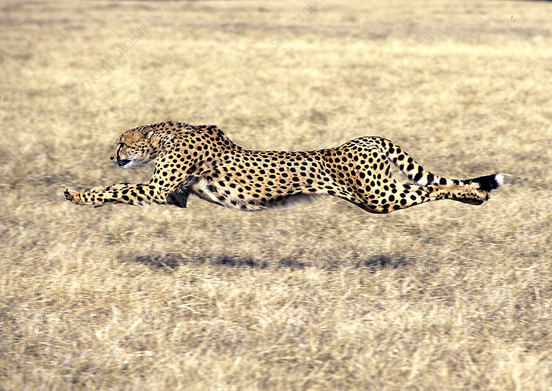 Un ejemplar de guepardo corriendo a toda velocidad. 