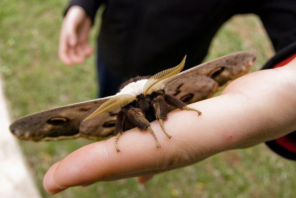 Mariposa más grande de Europa, en la mano de una persona. 