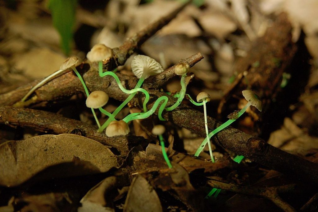 Una de las especies de hongos brillantes que habitan en el Bosque Atlántico de Brasil. 