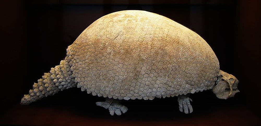 Ilustración de un gliptodonte similar al que se encontró en Mar del Plata. 