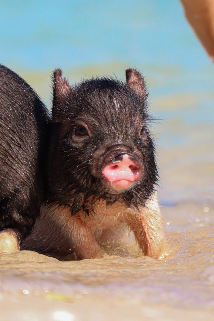 Cerdo de Pig Beach en México. 