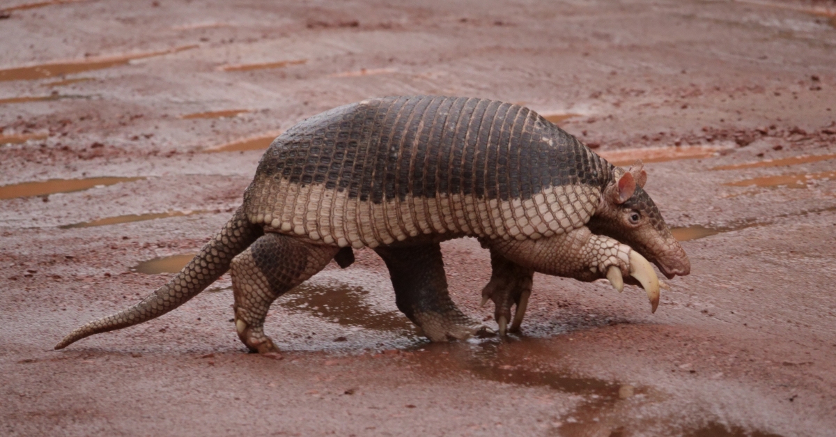 ¿Sabías que el armadillo más grande del mundo habita en Argentina