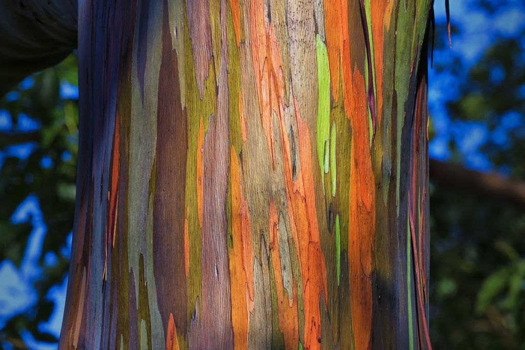 Detalles del tronco de la especie eucalyptus deglupta.