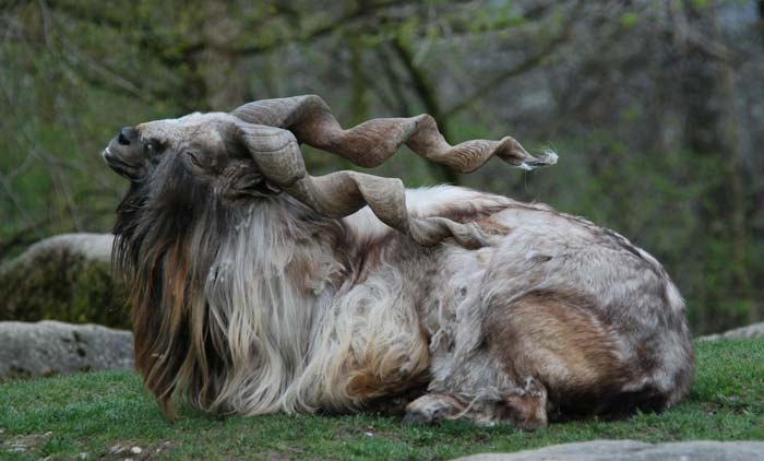 Cabra Marjor, con sus enormes y ondulados cuernos. 
