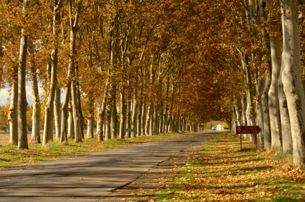 Cuándo empieza el otoño 2023 en la Argentina: fecha y hora exacta - LA  NACION