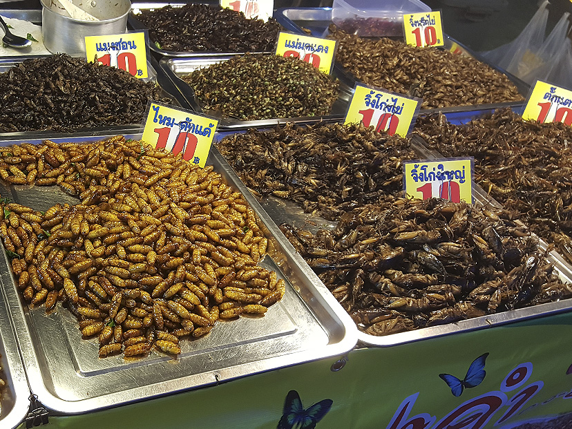 insectos comestibles microganadería