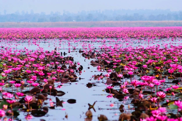 Lago de Nong Han repleto de flores. 