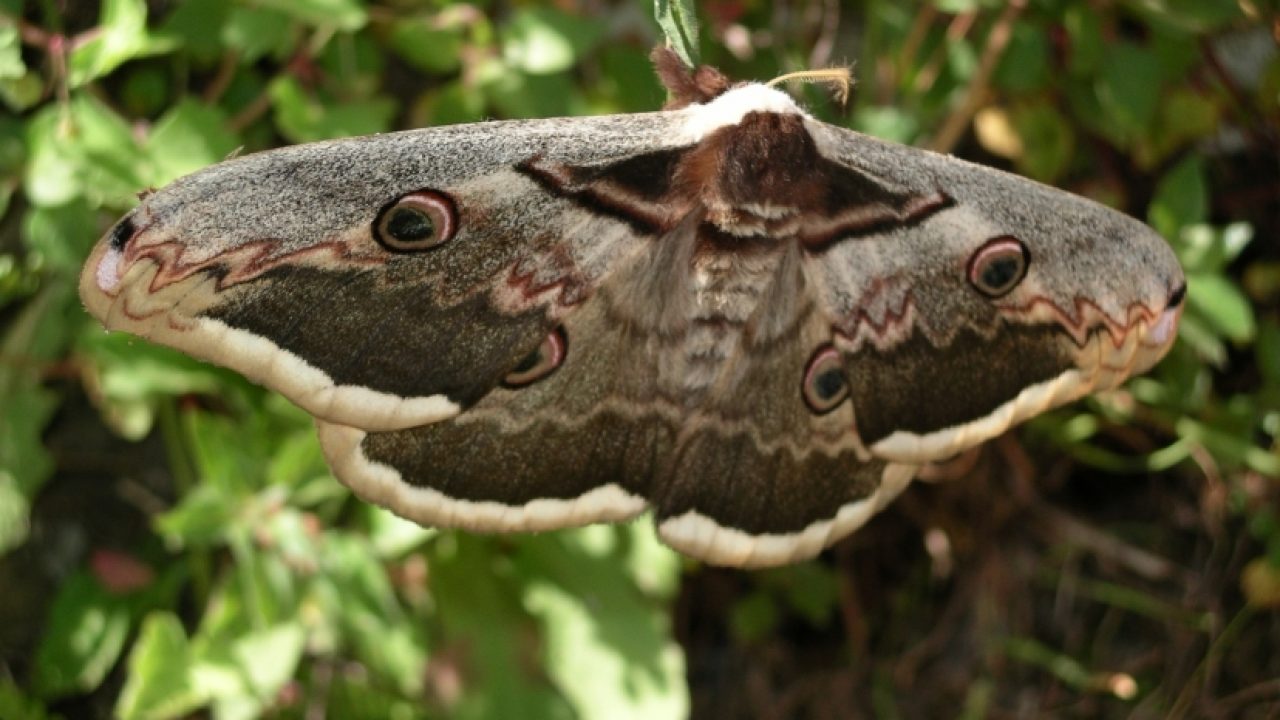 Alas de Pájaro, la mariposa más grande del mundo - Billiken