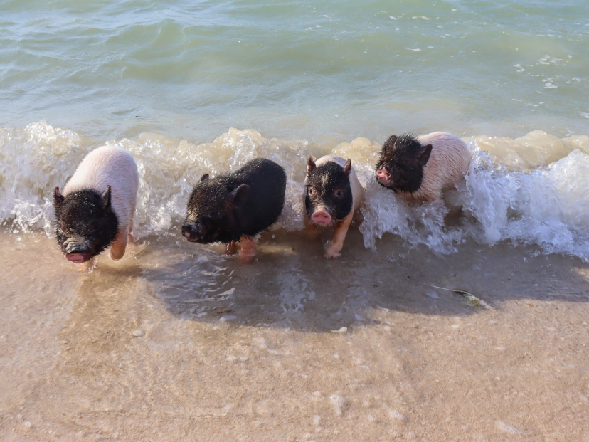 pig-beach