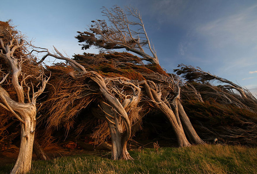 Árboles de Slope Point en su lucha contra el viento. 