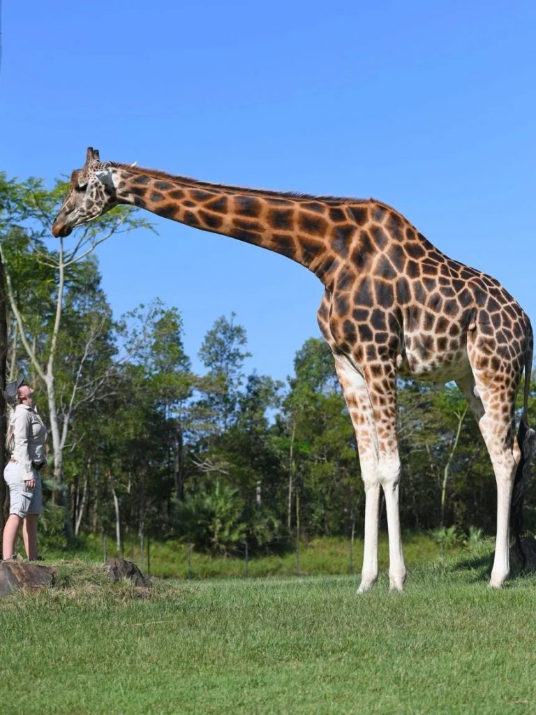 Comparación de la jirafa más alta del mundo con una mujer. 